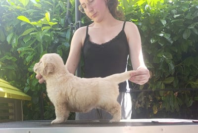 Golden Retriever