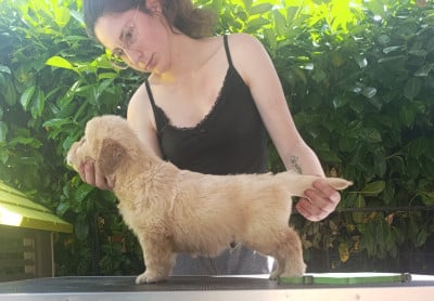 Les chiots de Golden Retriever