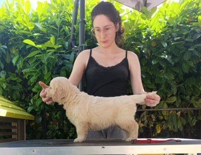 Les chiots de Golden Retriever