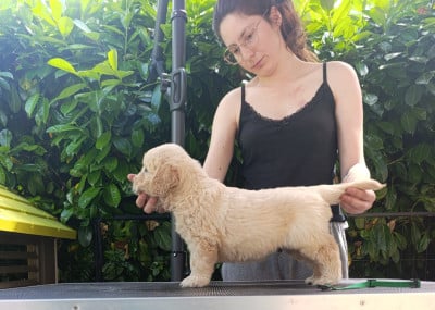 Les chiots de Golden Retriever