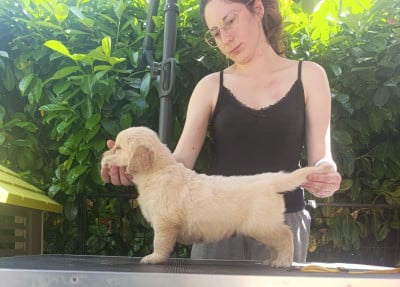 Les chiots de Golden Retriever