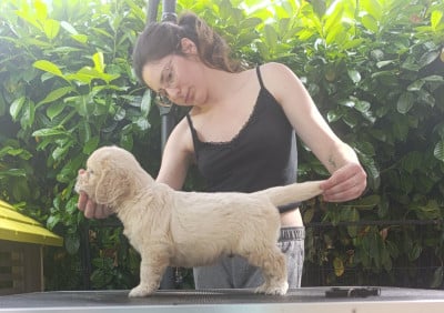 Les chiots de Golden Retriever