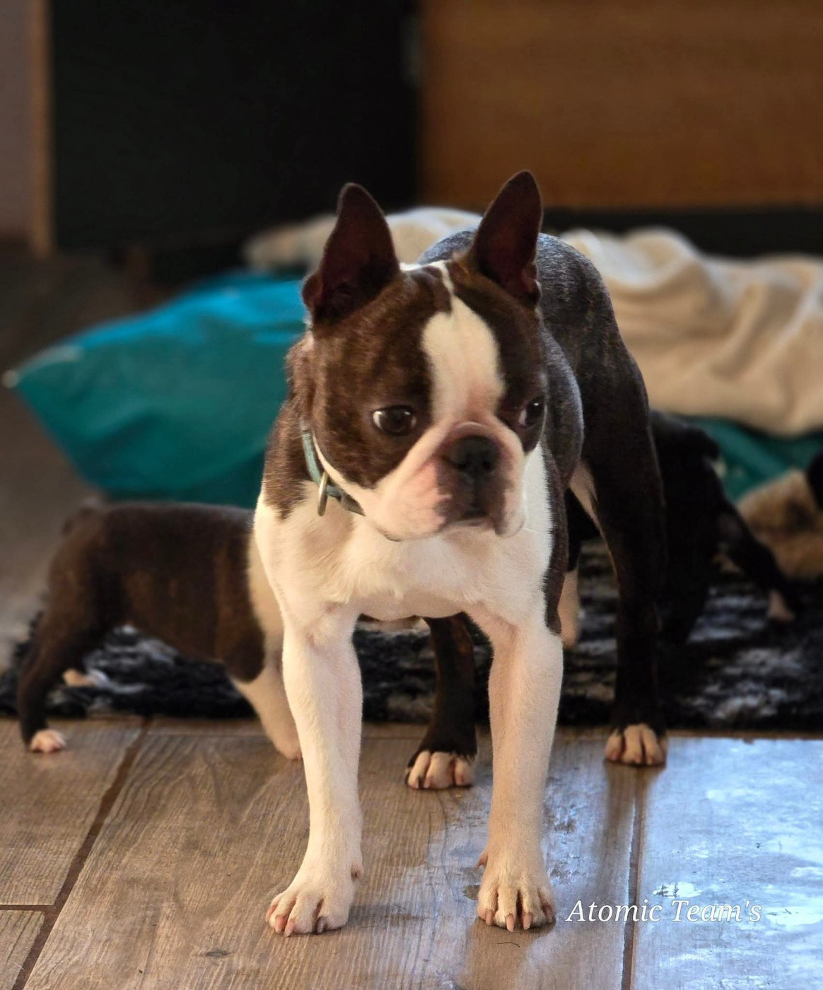 Publication : Atomic Team's