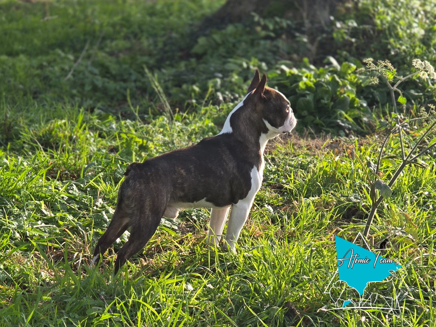 Publication : Atomic Team's