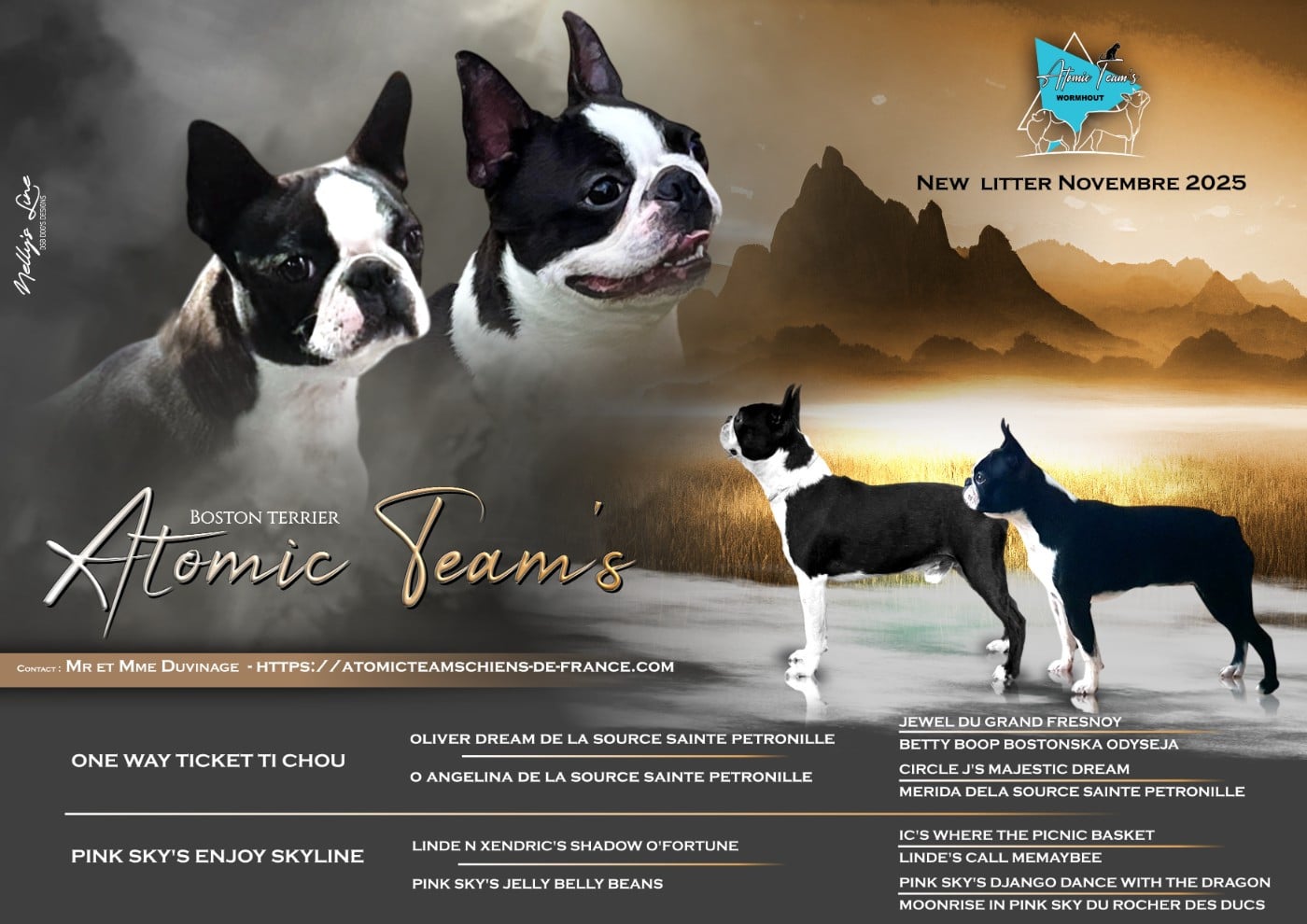 Boston Terrier - Atomic Team's