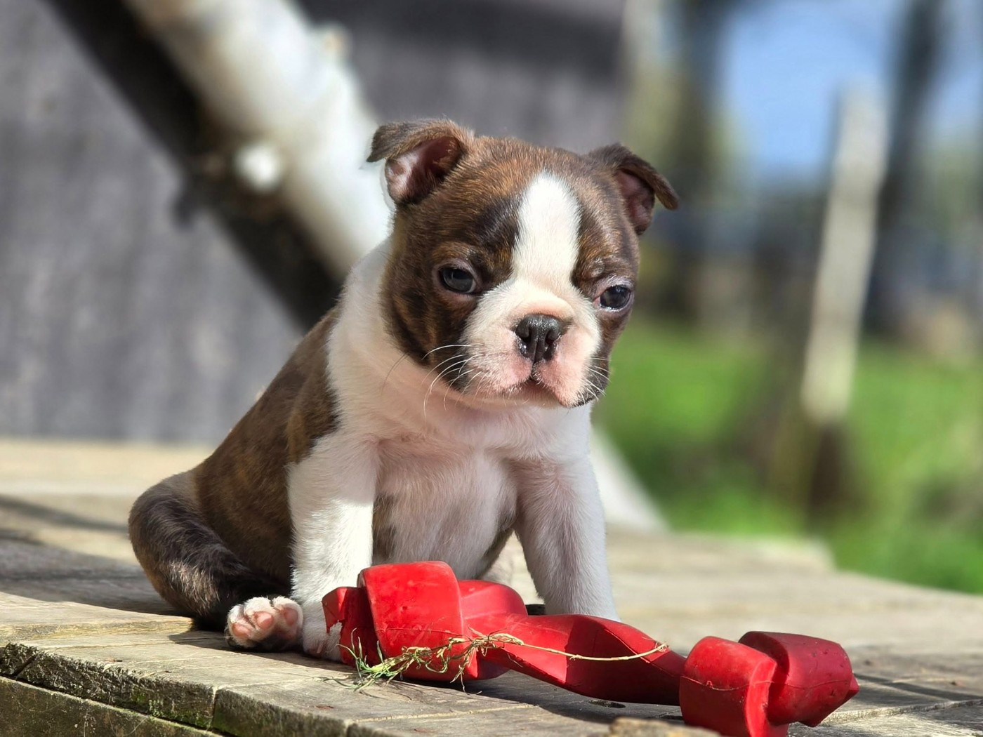 Atomic Team's Alpha Gaston