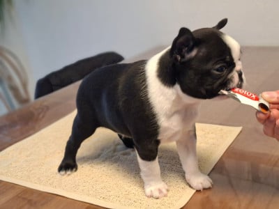 Les chiots de Boston Terrier