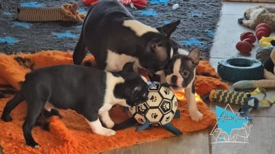 Les chiots de Boston Terrier