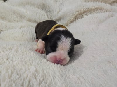 Les chiots de Boston Terrier