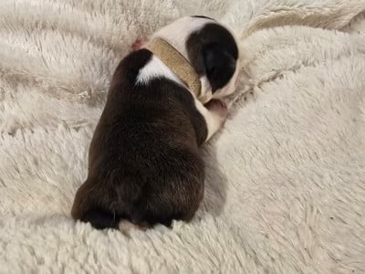 Les chiots de Boston Terrier