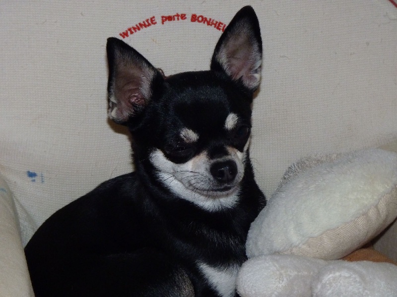 Publication : Du Domaine Des Cassanos Auteur : du Domaine des Cassanos