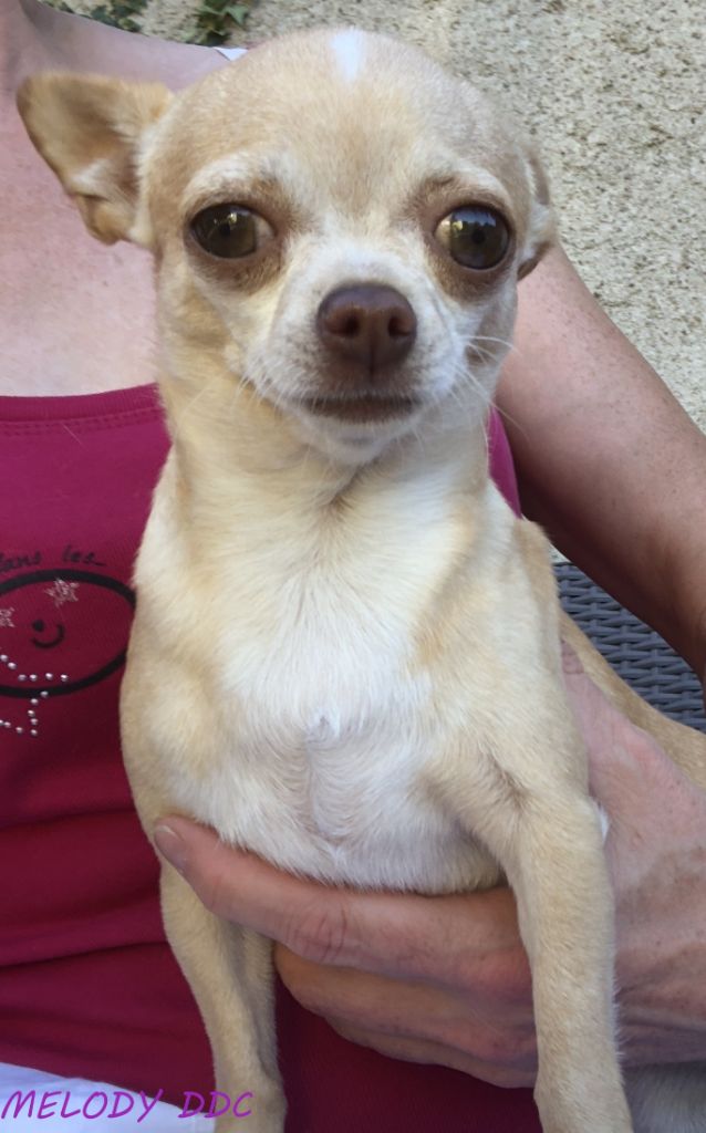 Publication : Du Domaine Des Cassanos Auteur : Valérie BEURET - DDC