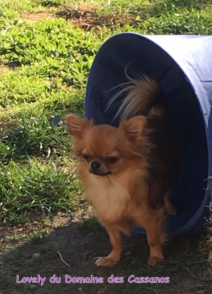 Publication : Du Domaine Des Cassanos Auteur : DDC