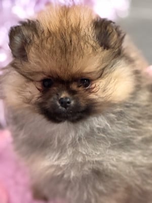 Les chiots de Spitz allemand