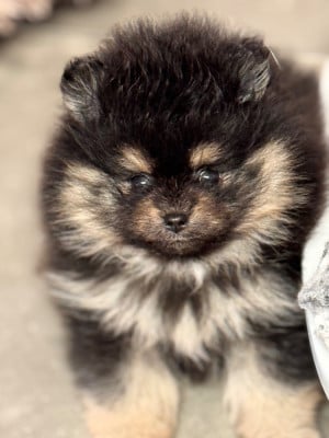 Les chiots de Spitz allemand