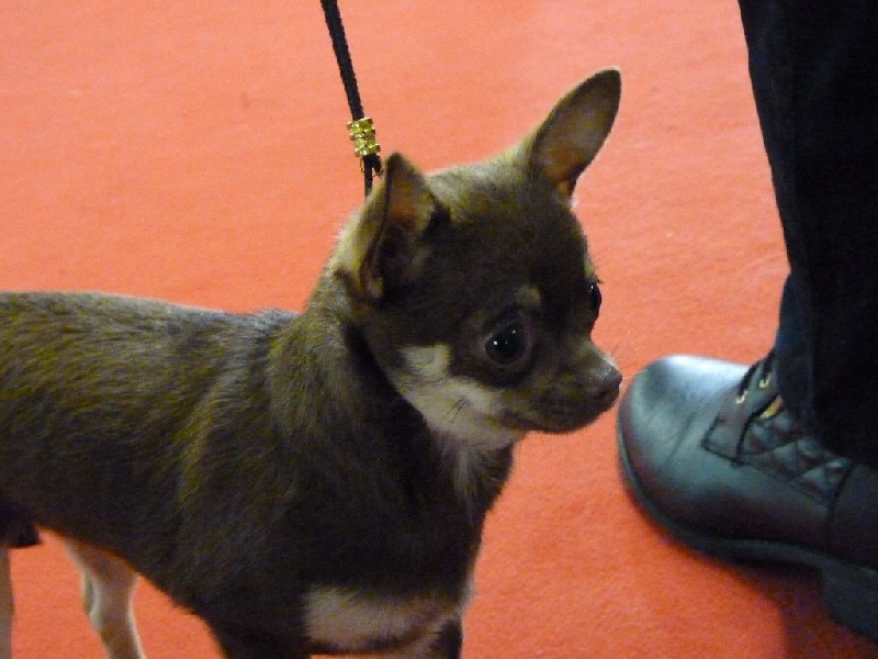 Joyce Du Domaine Des Cassanos - Très prometteur