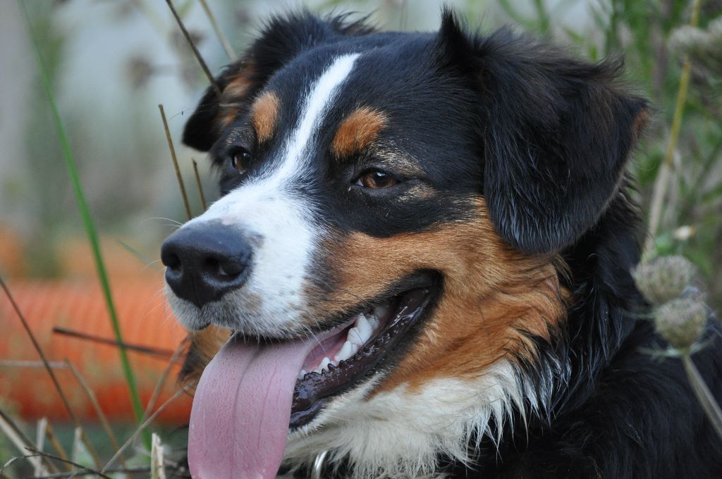 Griska Du Clos Du Rêve D'une Vie