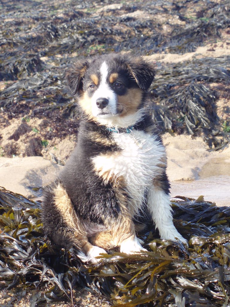 Griska Du Clos Du Rêve D'une Vie