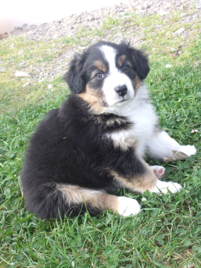 Griska Du Clos Du Rêve D'une Vie