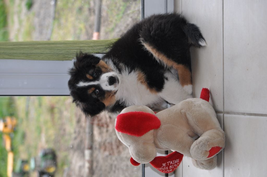 Griska Du Clos Du Rêve D'une Vie