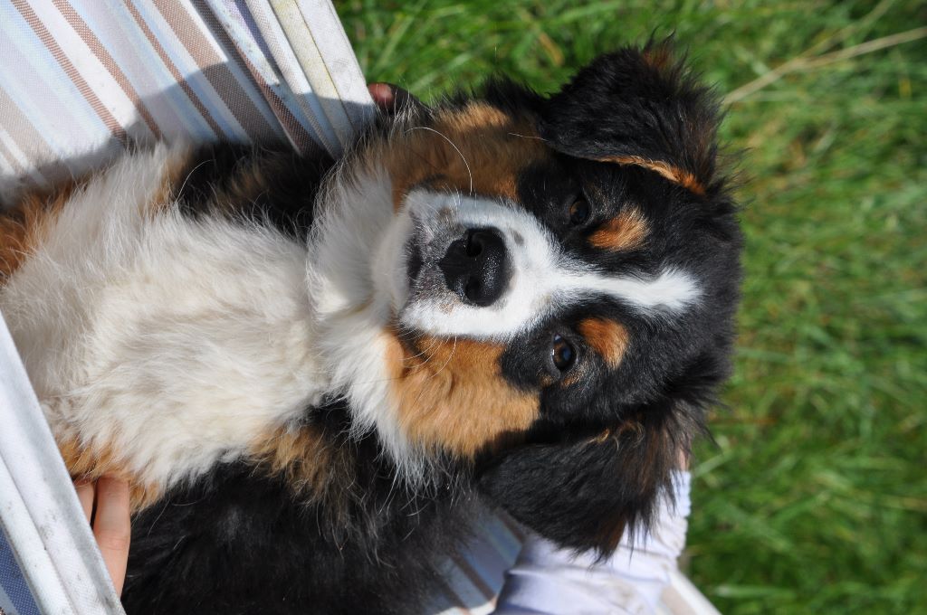 Griska Du Clos Du Rêve D'une Vie