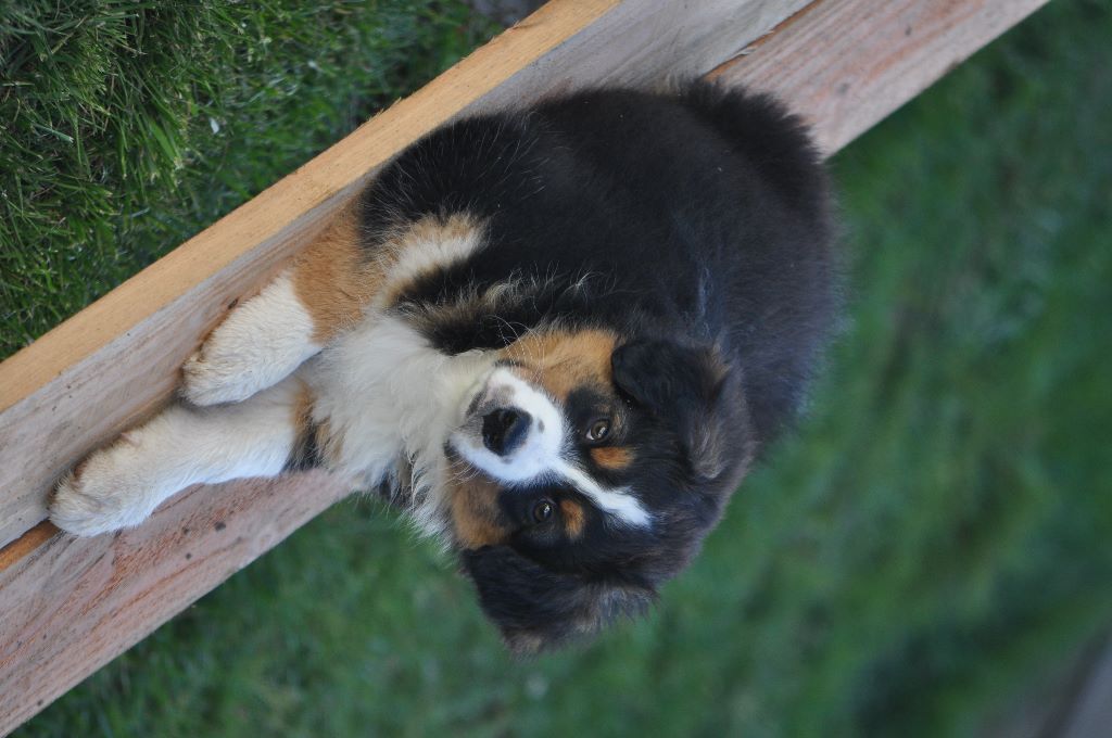 Griska Du Clos Du Rêve D'une Vie