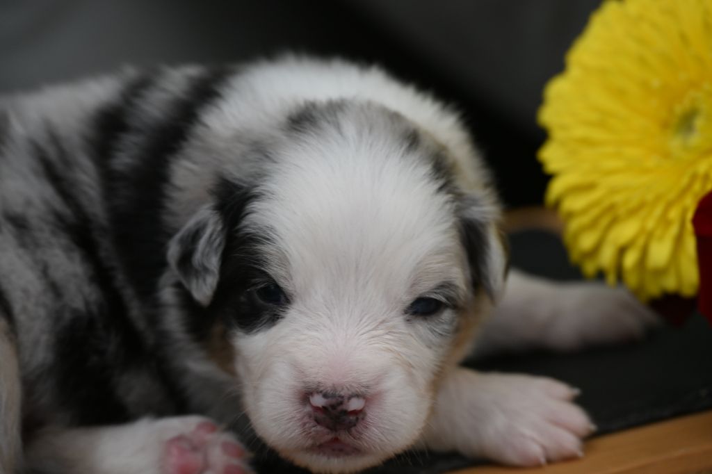 A...... des deux Atouts