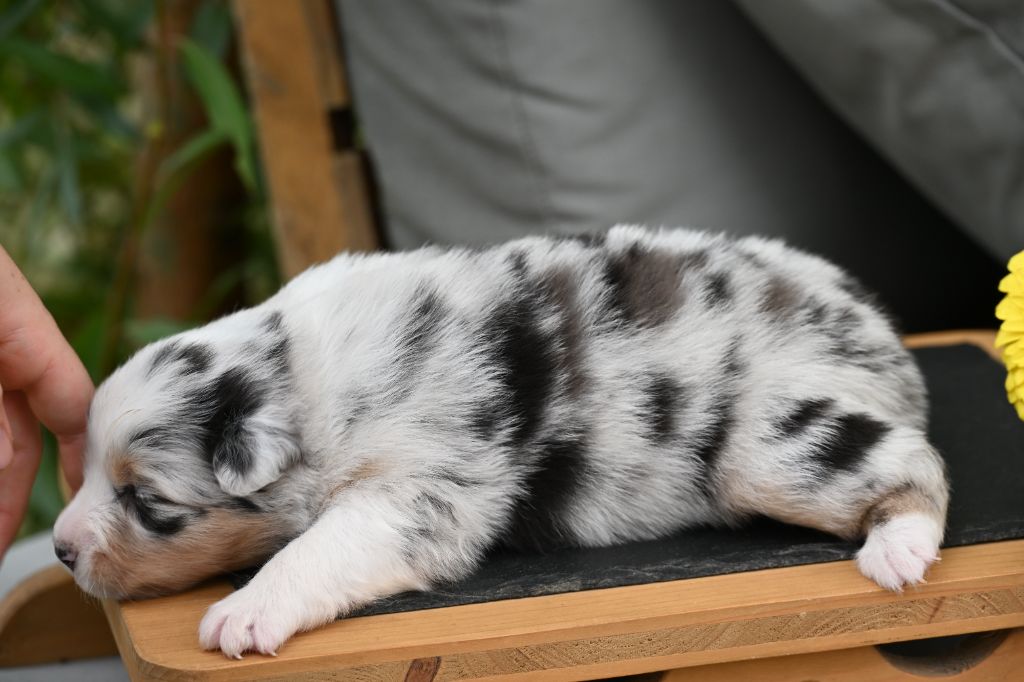 A...... des deux Atouts