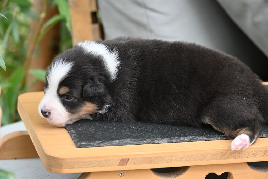 A..... des deux Atouts