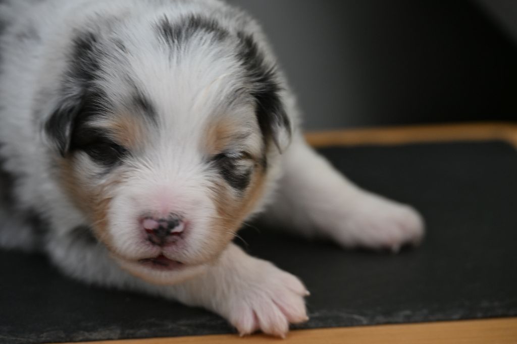 A...... des deux Atouts