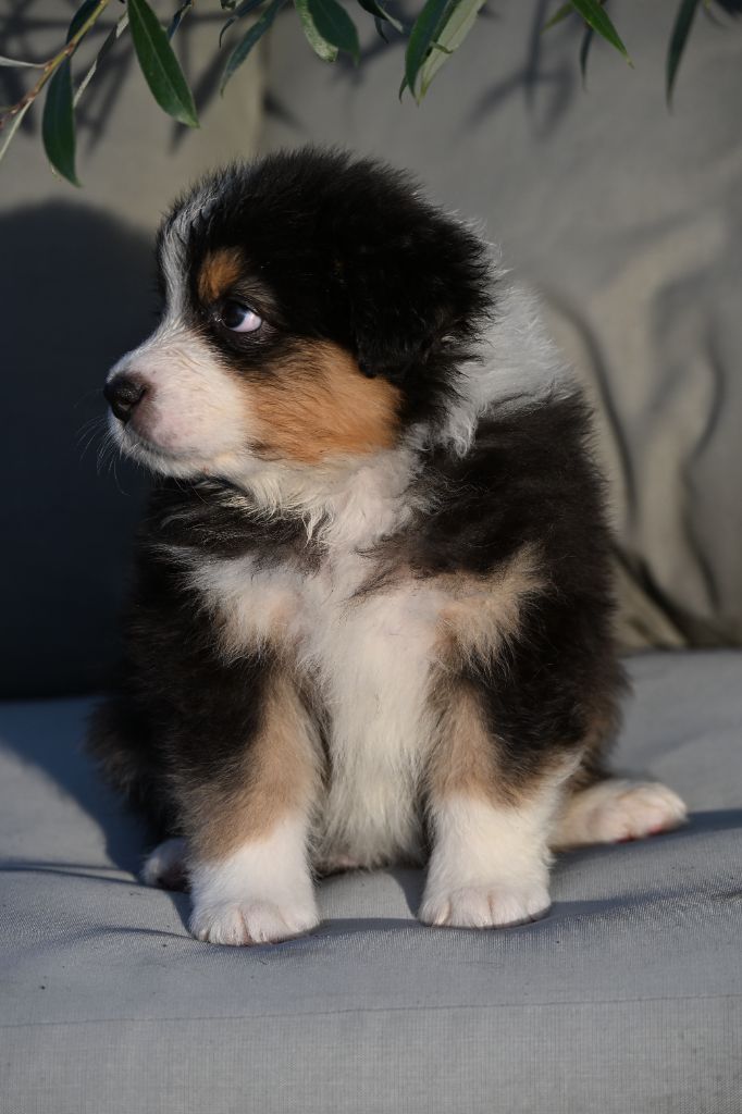 A..... des deux Atouts