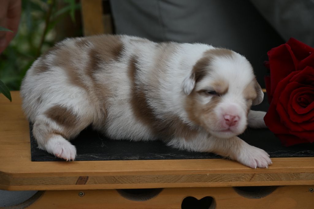 A...... des deux atouts