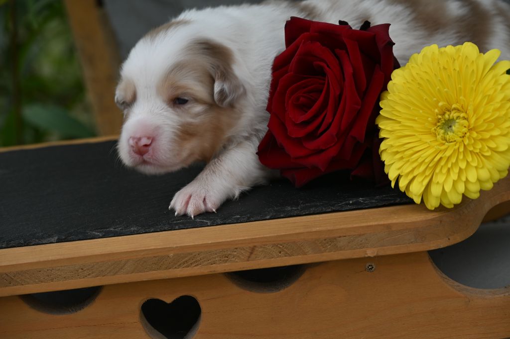 A...... des deux atouts