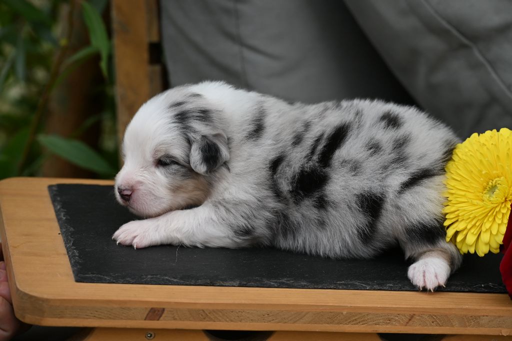 A...... des deux Atouts