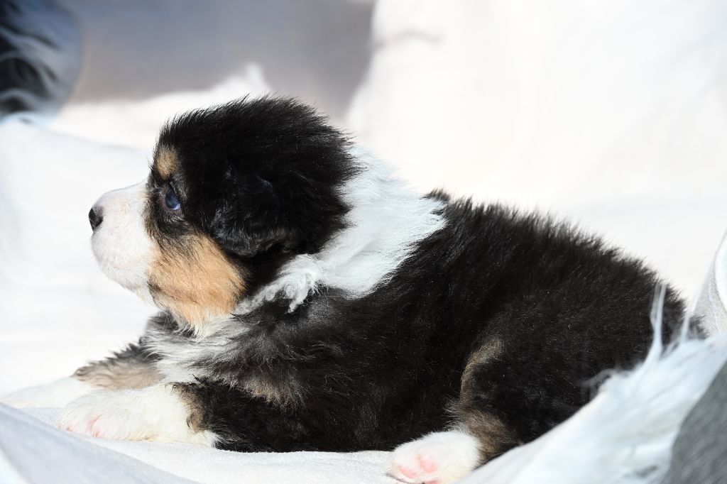 A..... des deux Atouts