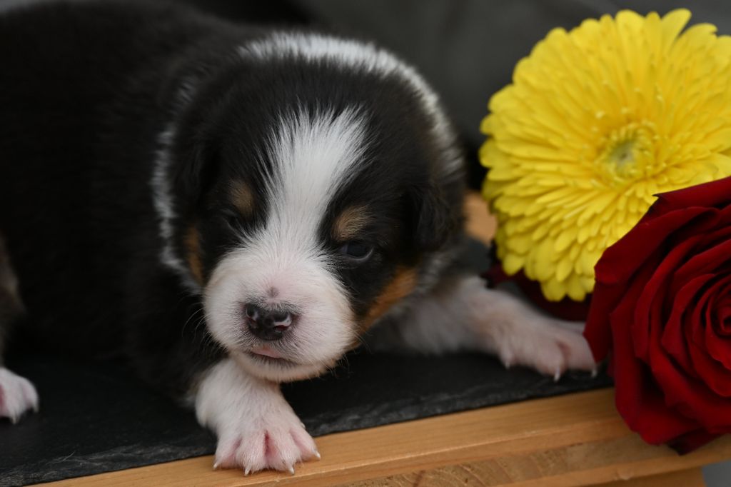 A..... des deux Atouts