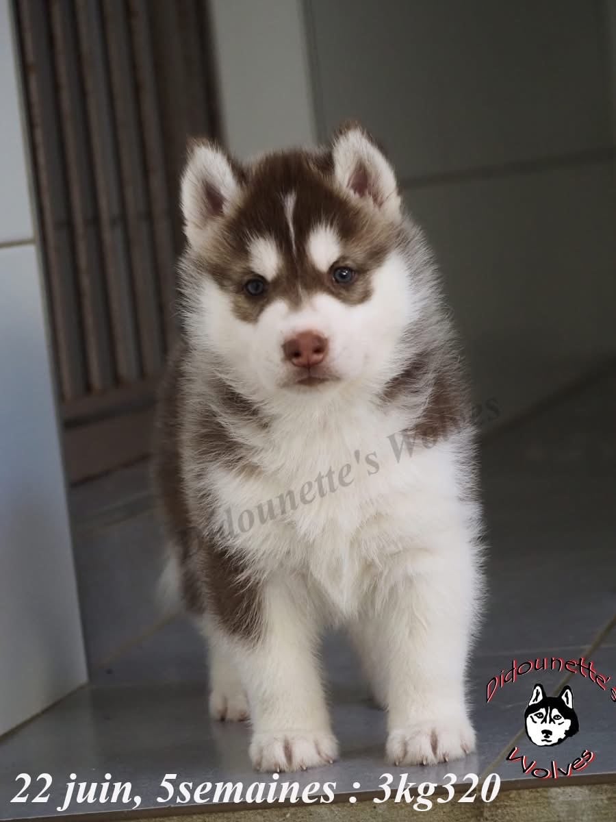 Browny dit Babychoco
