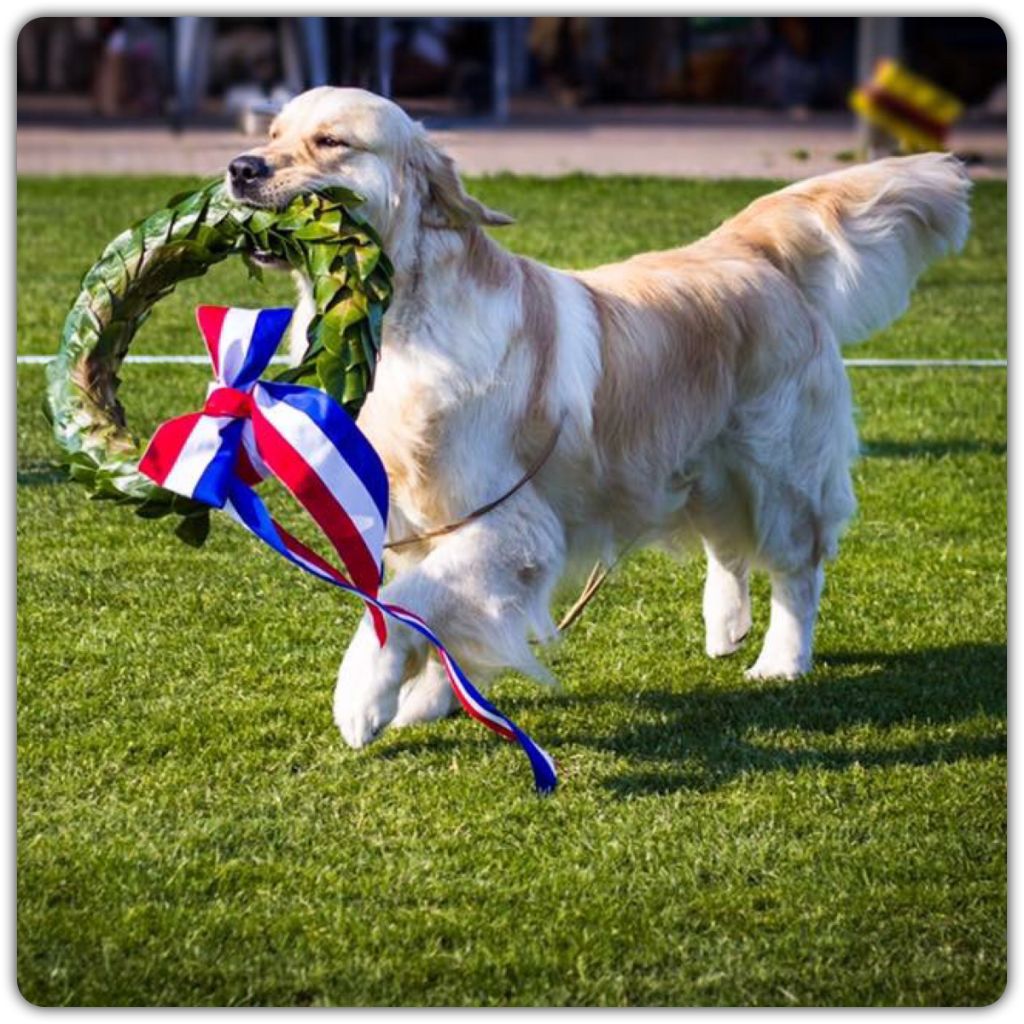 Publication : Shine Your Way