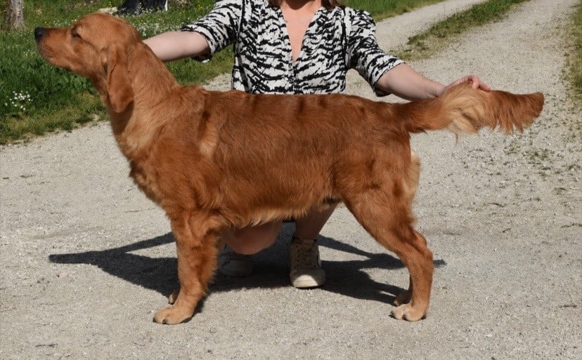 Catch The Dream Autumn Wind - 1er Très Prometteur en Classe Puppy