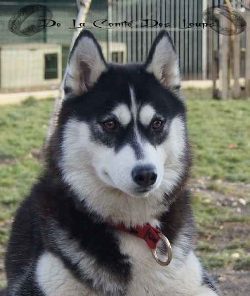 Galactica des reves de neige