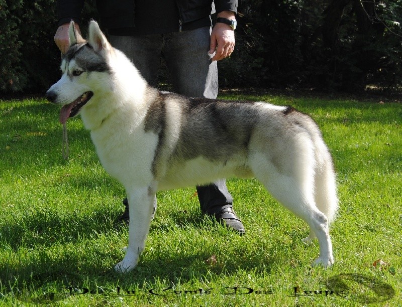 Eliboy de Youskaille