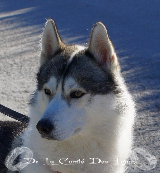 Eliboy de Youskaille