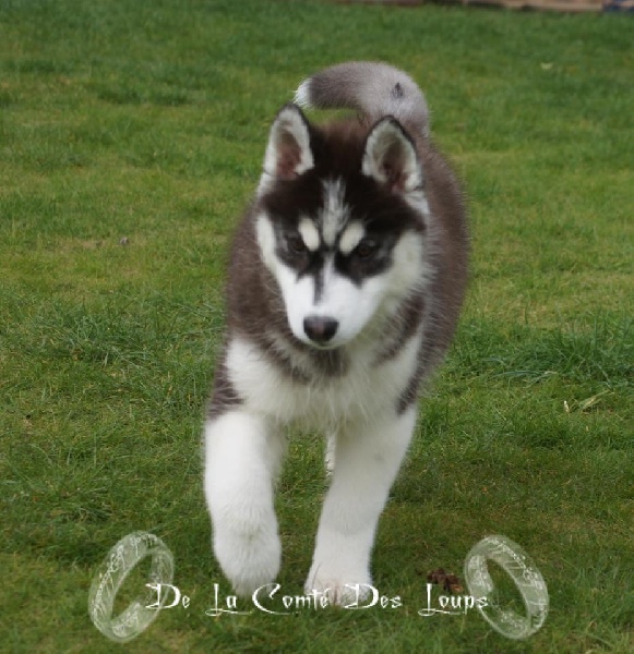 Galactica des reves de neige