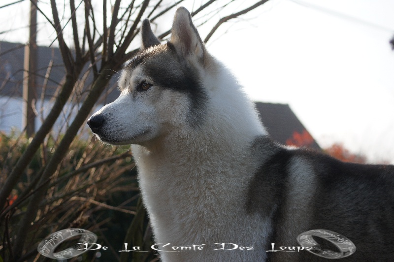 Eliboy de Youskaille