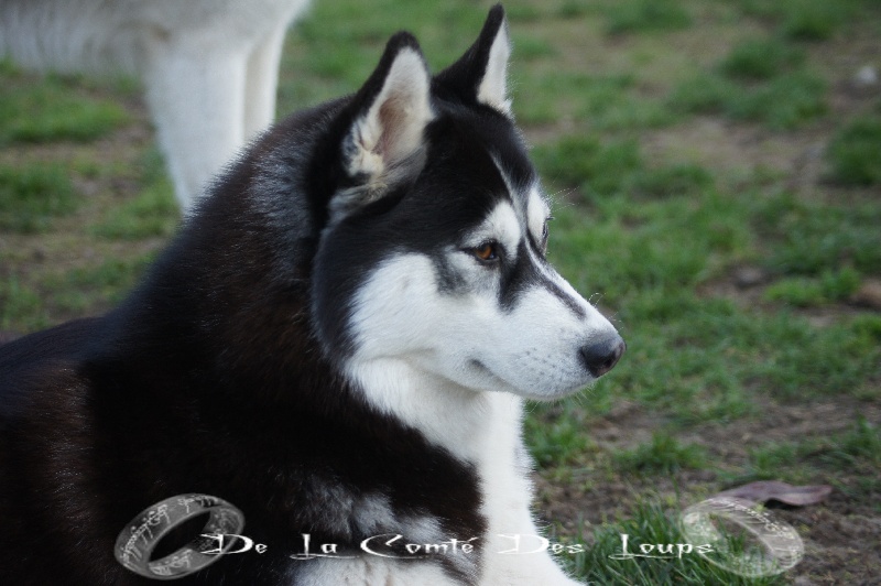 Galactica des reves de neige