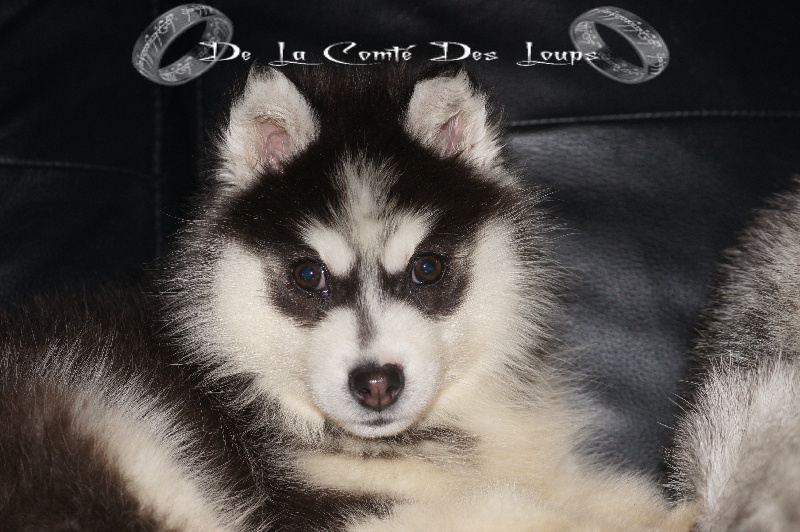 Galactica des reves de neige