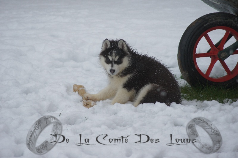 Galactica des reves de neige