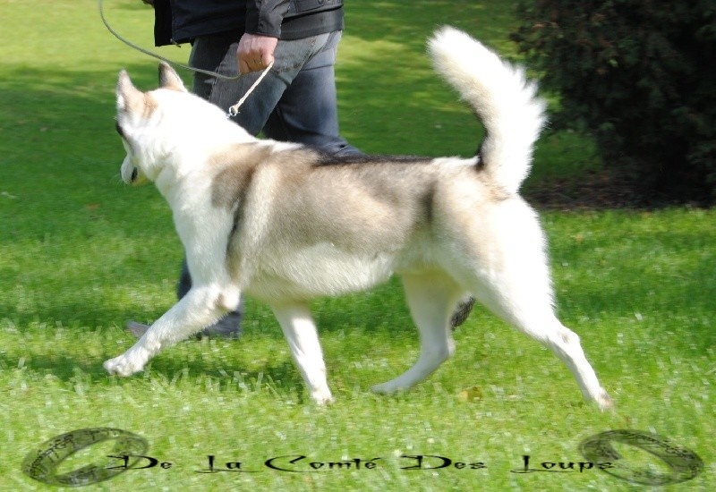 Eliboy de Youskaille