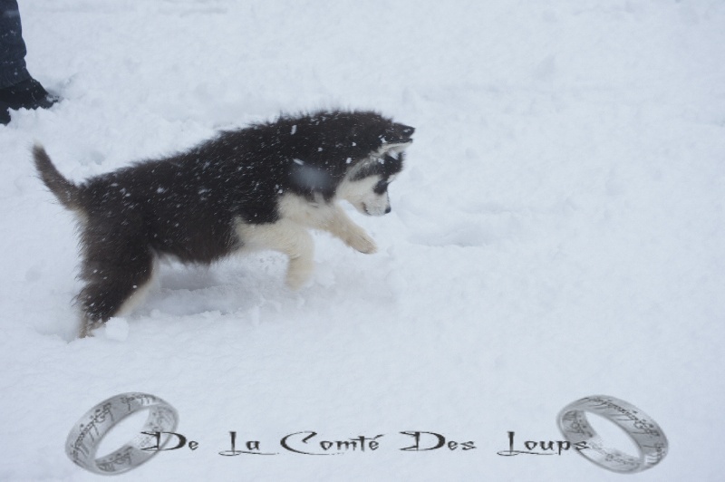 Galactica des reves de neige