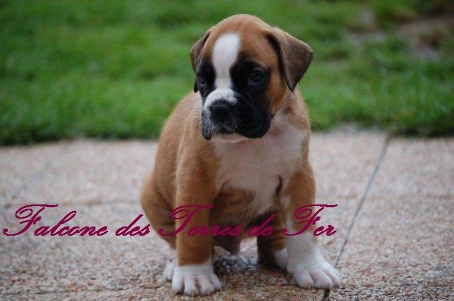 Publication : Des Gardiens D'evana